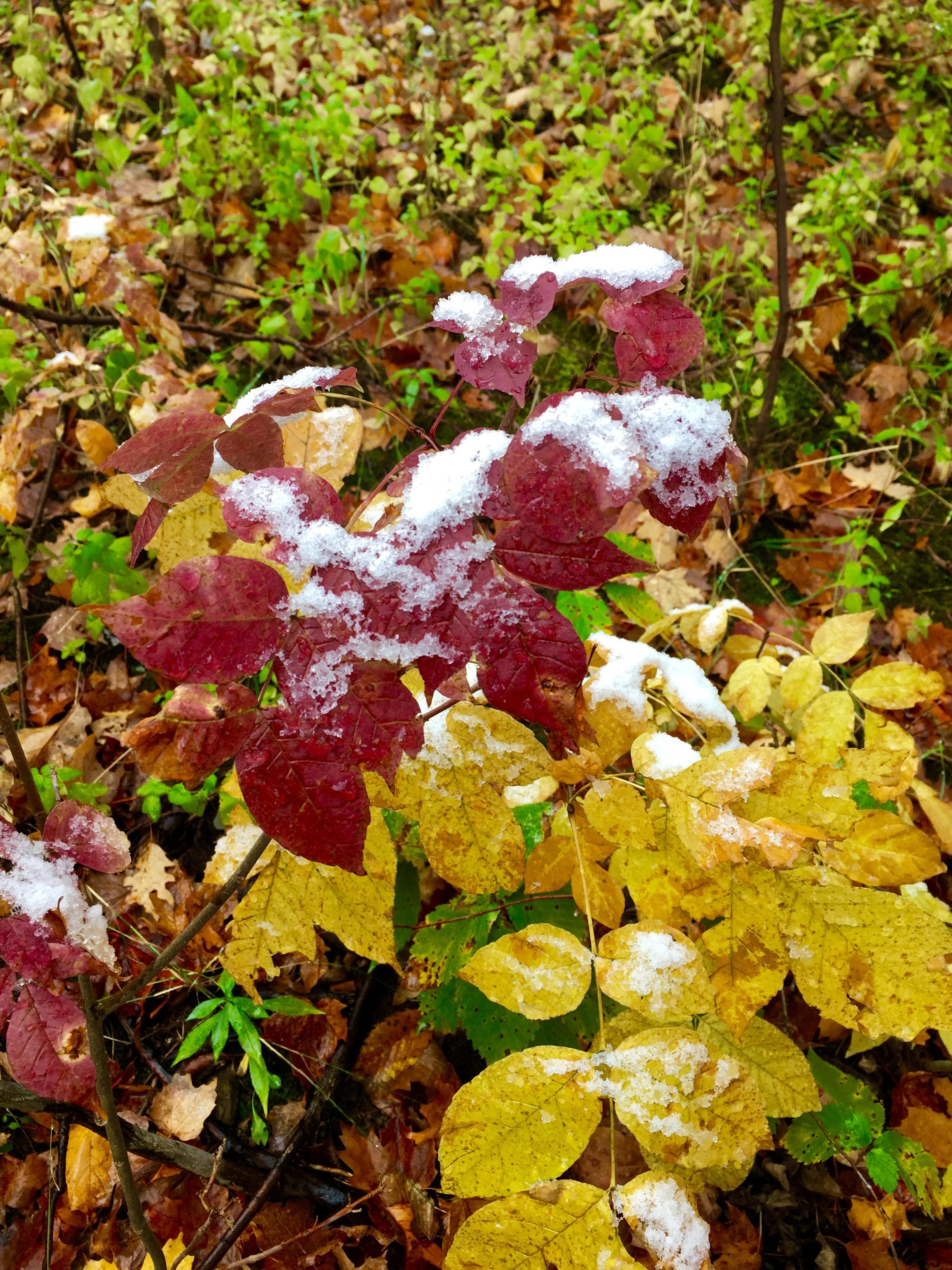 ALL 4 SEASONS IN 1 DAY AT BLUE MOUNTAIN!